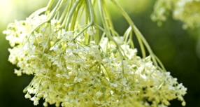 Hyldeblomstsaft